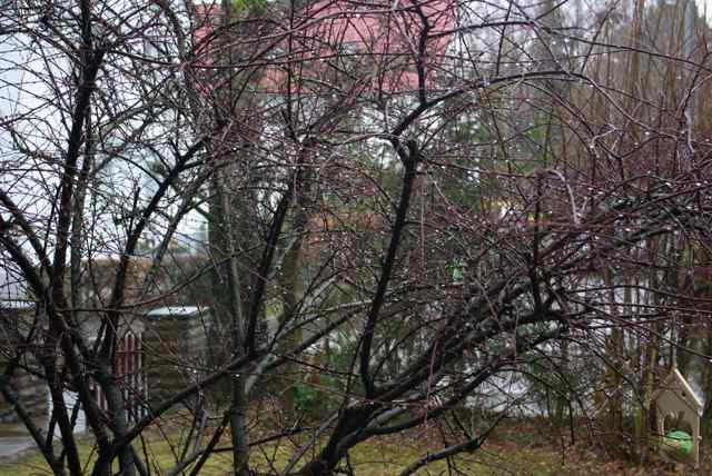 strauch im regen