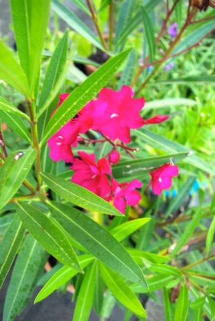 Oleander